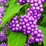 ムラサキシキブエキスが美容で注目されてるのはなぜ？